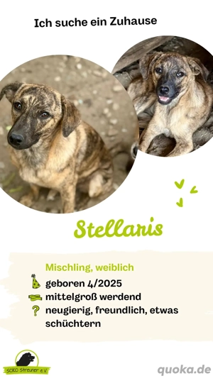 Stellaris   ein kleines Herz auf der Suche nach seinem Zuhause  