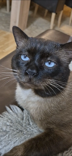 Reinrassiger Siam Seal-Point Deckkater mit Erfahrung 100% sicheres Ergebnis!