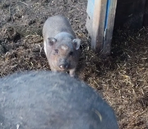 Micro Schwein Ferkel 
