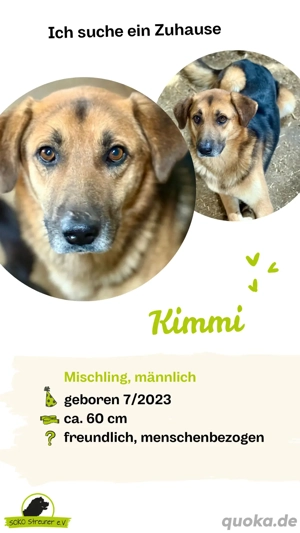 KIMMI   sanfter Schäfi-Mix sucht ein Zuhause fürs Herz 