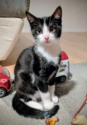  Ein perfekt sozialisierter Kater-Prinz sucht sein Königreich! 