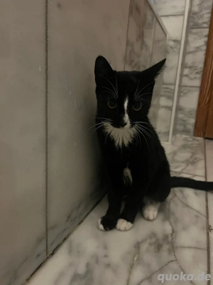 Süßes 6-Monate-altes Kätzchen sucht ein liebevolles Zuhause! 