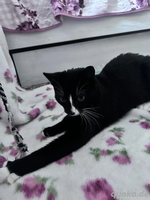    Süßes 6-Monate-altes Kätzchen sucht ein liebevolles Zuhause!   