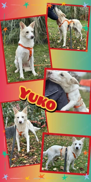 verschmuster, lieber, kinderlieber, freundlicher, katzenverträglicher Rüde "Yuko" sucht ein Zuhause