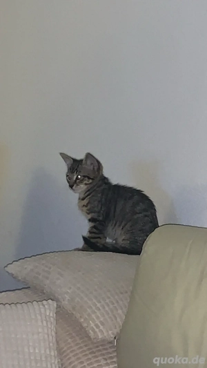 Kitten an Liebevolle Familie abzugeben 