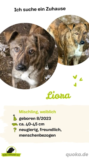 LIORA   gestromte Schönheit sucht ihr Fürimmerzuhause 