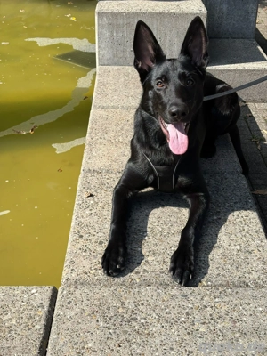 Deutscher Schäferhund 9 Monate alt 