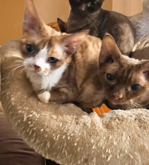 Junge Devon Rex Katzen gegen Schutzgebühr abzugeben.