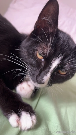    Süßes 6-Monate-altes Kätzchen sucht ein liebevolles Zuhause! 