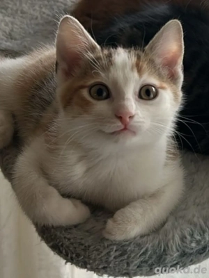 Wunderschönes Kätzchen sucht ein liebevolles Zuhause