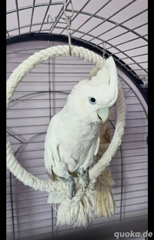 Handzahmer Kakadu 