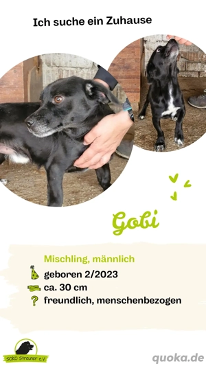     GOBI   kleiner Herzenshund sucht sein Zuhause 