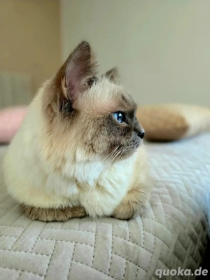 Wunderschöner Heiliger Birma   liebevoller Deckkater im Ortenaukreis 