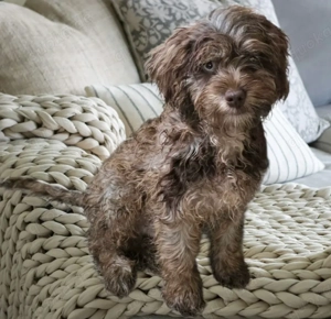 Zwei wunderschöne Cockapoo Welpen Rüde und Hündin sucht ein Zuhause! 