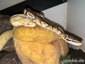 1.1 Königspython Python regius