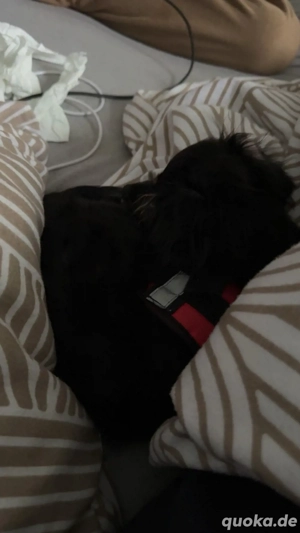 bolonka Zwetna Welpe 