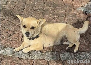 eine kleine schosshündin 