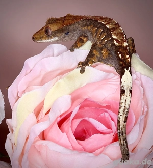 1.0 Kronengecko - Cappuccino - FIKR2