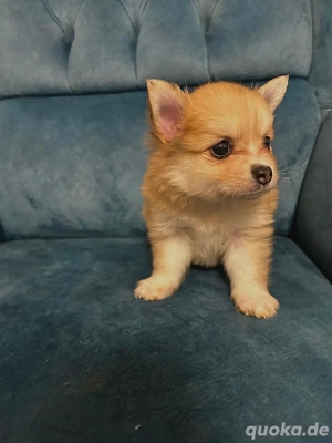 sehr Süsse zwergspitzen baby's