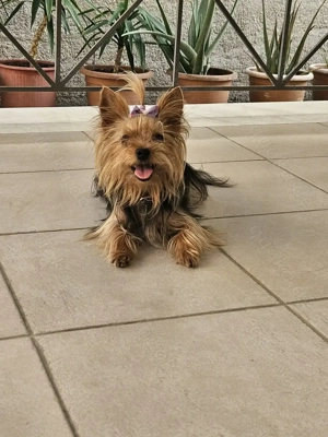 Suche Yorkshire Terrier Weiblichen 
