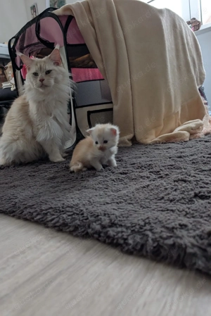 XXl Maine Coon Kitten