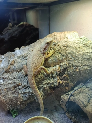 Baby Bartagame in gute Hände abzugeben.