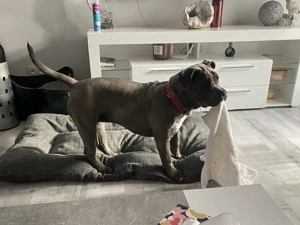 American Bully XL - weiblich