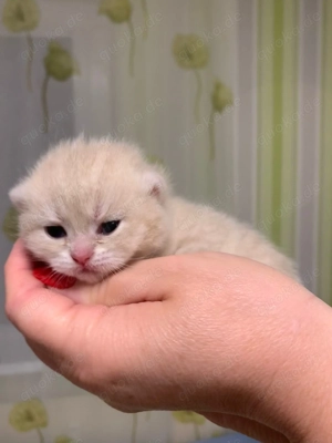Championeltern Kitten, Reinrassige BKH mit Stammbaum