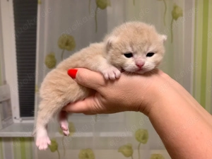 Championeltern Kitten, Reinrassige BKH mit Stammbaum