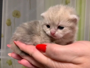 Championeltern Kitten, Reinrassige BKH mit Stammbaum (RESERVIERT)