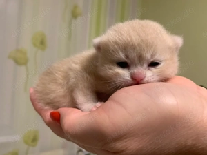 Championeltern Kitten, Reinrassige BKH mit Stammbaum (RESERVIERT)