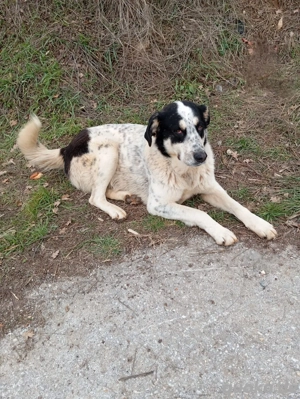 Hund Rüde Tierschutz Groß Bundesweite Vermittlung 