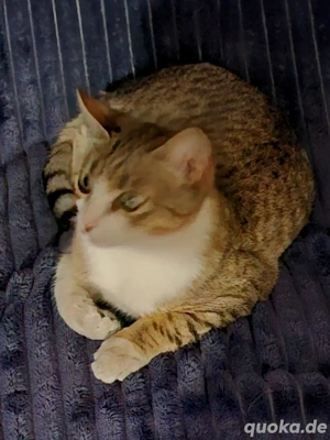 Kitten Katze Kater Tierschutz Bundesweite Vermittlung Bild 4