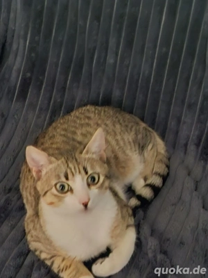 Kitten Katze Kater Tierschutz Bundesweite Vermittlung Bild 2