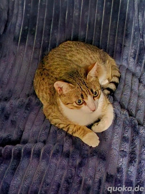 Kitten Katze Kater Tierschutz Bundesweite Vermittlung Bild 7