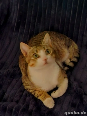 Kitten Katze Kater Tierschutz Bundesweite Vermittlung