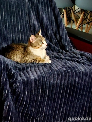 Kitten Katze Kater Tierschutz Bundesweite Vermittlung Bild 5