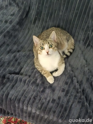 Kitten Katze Kater Tierschutz Bundesweite Vermittlung Bild 3