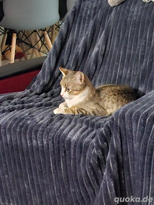 Kitten Katze Kater Tierschutz Bundesweite Vermittlung Bild 6