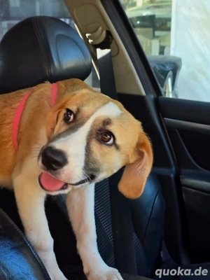 Hund Hündin Welpe Tierschutz Mable Bundesweite Vermittlung