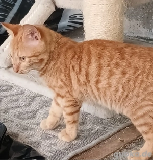 Kitten Katze Kater Tierschutz Lio Bundesweite Vermittlung