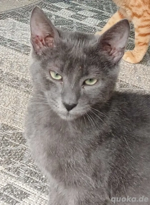 Kitten Katze Kater Tierschutz Ricky Bundesweite Vermittlung
