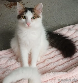 Kitten Katze Tierschutz Zizel Bundesweite Vermittlung