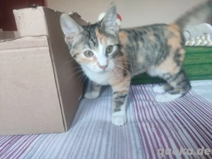 Kitten Katze Tierschutz Lillyput Bundesweite Vermittlung