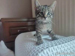 Kitten Katze Kater Tierschutz Charlie Bundesweite Vermittlung