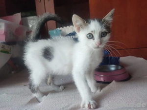 Kitten Katze Kater Tierschutz Billy Bundesweite Vermittlung