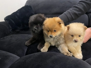 Liebevoll aufgezogene Zwergspitz (Pomeranian) Welpen abzugeben