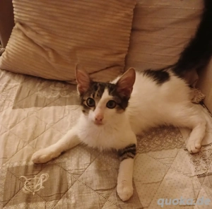 Kitten Katze Kater Tierschutz Bodo Bundesweite Vermittlung