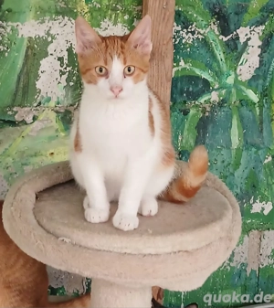 Kitten Katze Kater Tierschutz Sol Bundesweite Vermittlung