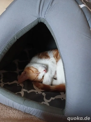 Kitten Katze Kater Tierschutz Sol Bundesweite Vermittlung Bild 3